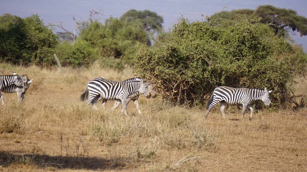 Afrika Kenya Daki Amboseli Milli Parkı Nda Zebralar — Stok fotoğraf