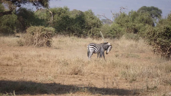 Cebras Parque Nacional Amboseli Kenia África —  Fotos de Stock