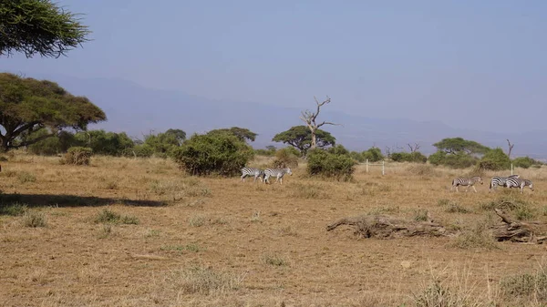 Zebras Amboseli Nationalpark Kenia Afrika — Stockfoto