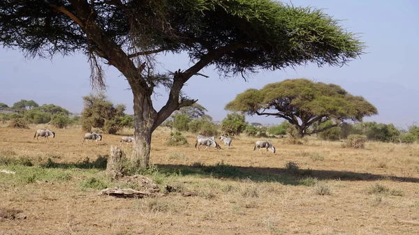 Зебри Національному Парку Амбоселі Кенія Африка — стокове фото