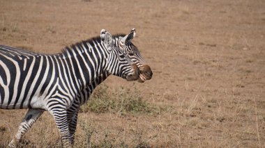 Afrika, Kenya 'daki Amboseli Milli Parkı' nda Zebralar