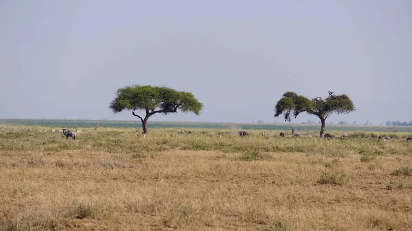 Zebras in Amboseli National Park in Kenya, Africa