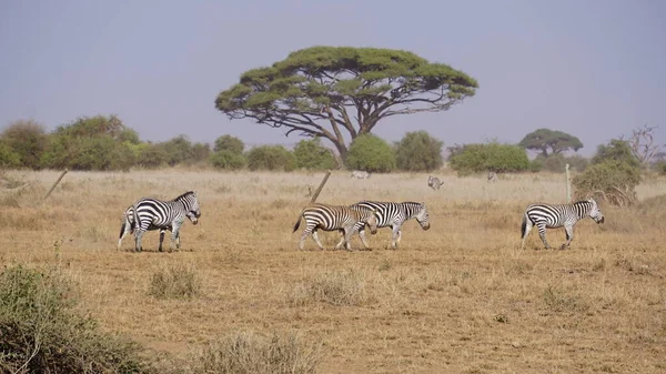 Zebras Amboseli Nationalpark Kenya Afrika — Stockfoto