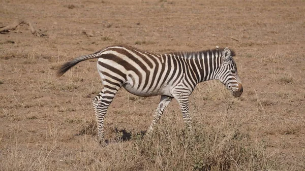 Zebras Στο Εθνικό Πάρκο Amboseli Στην Κένυα Αφρική — Φωτογραφία Αρχείου