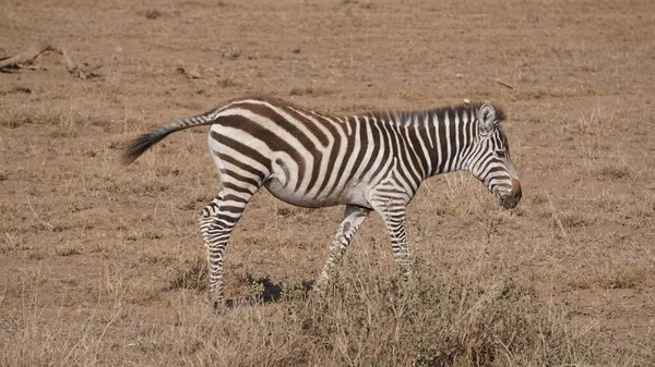 Zebras Parque Nacional Amboseli Quênia África — Fotografia de Stock