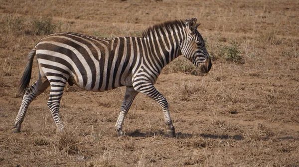 Zebrák Amboseli Nemzeti Parkban Kenyában Afrikában — Stock Fotó