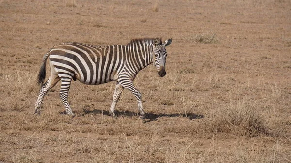 Zebras Στο Εθνικό Πάρκο Amboseli Στην Κένυα Αφρική — Φωτογραφία Αρχείου