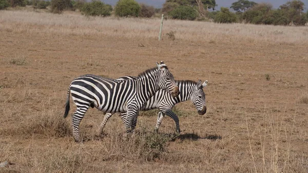 Zebry Národním Parku Amboseli Keni Afrika — Stock fotografie