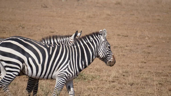 Zebras Parque Nacional Amboseli Quênia África — Fotografia de Stock