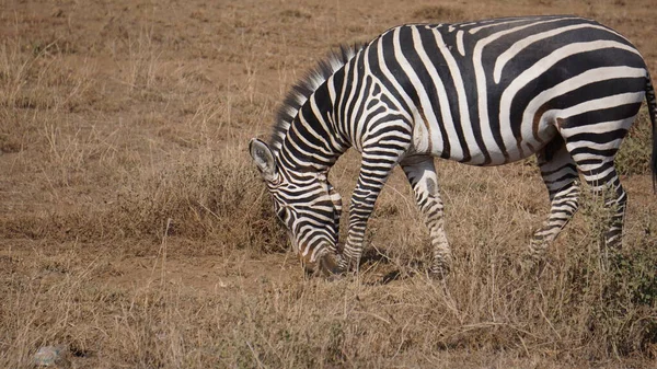 Zèbres Dans Parc National Amboseli Kenya Afrique — Photo