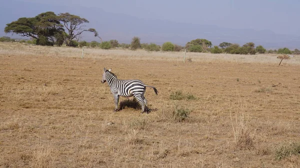 Зебры Национальном Парке Амбосели Кении Африка — стоковое фото