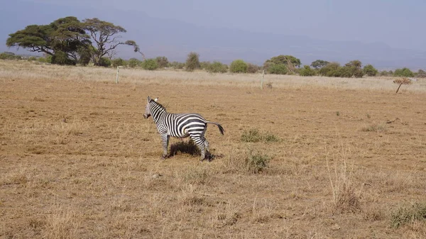 Zebrák Amboseli Nemzeti Parkban Kenyában Afrikában — Stock Fotó