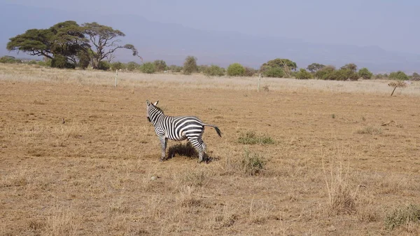 Cebras Parque Nacional Amboseli Kenia África —  Fotos de Stock