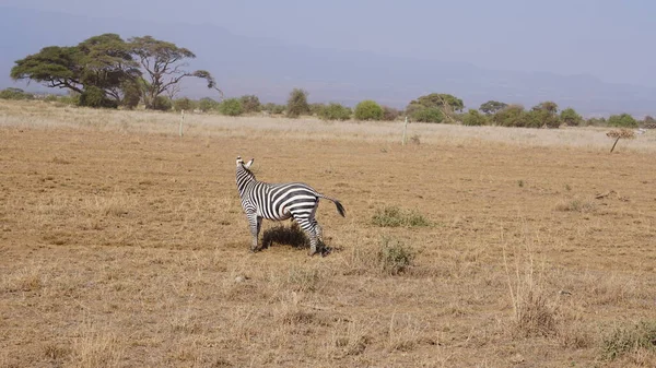 Zebry Národním Parku Amboseli Keni Afrika — Stock fotografie