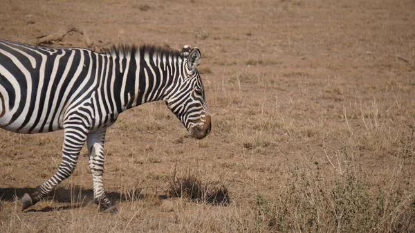 Zebrák Amboseli Nemzeti Parkban Kenyában Afrikában — Stock Fotó