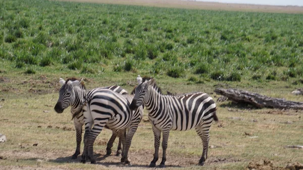 Zebras Amboseli National Park Kenya Africa — Stock Photo, Image