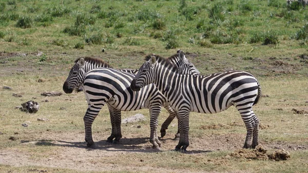 Zebras Parque Nacional Amboseli Quênia África — Fotografia de Stock