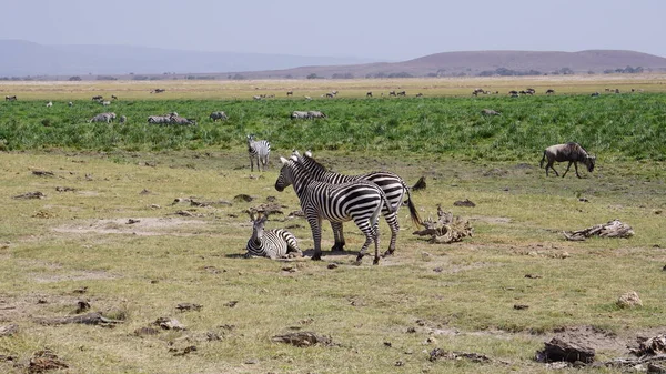 Zebras Parque Nacional Amboseli Quênia África — Fotografia de Stock