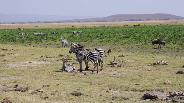 Afrika Kenya Daki Amboseli Milli Parkı Nda Zebralar — Stok fotoğraf