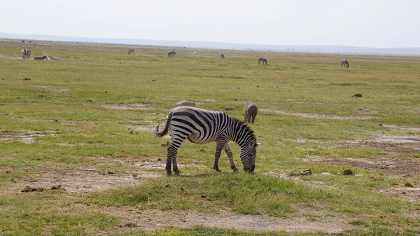 Zebra Amboseli National Park Kenia Afrika — Stockfoto