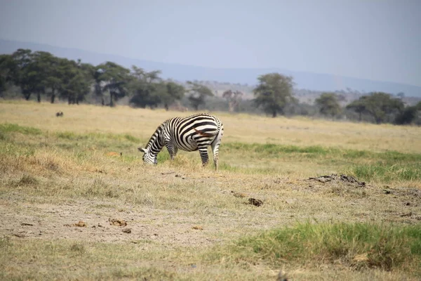 Zebry Národním Parku Amboseli Keni Afrika — Stock fotografie