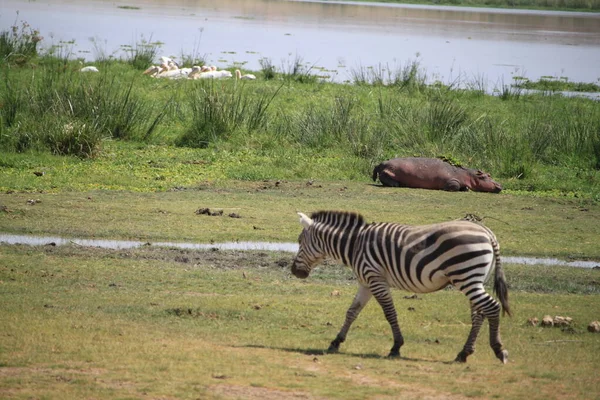 Zebras Amboseli National Park Kenya Africa — Stock Photo, Image