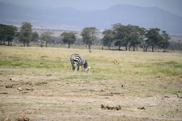 Zebras Parque Nacional Amboseli Quênia África — Fotografia de Stock