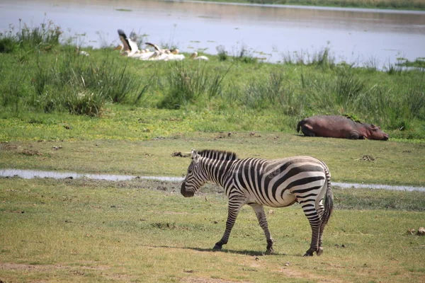 Zebre Nel Parco Nazionale Amboseli Kenya Africa — Foto Stock