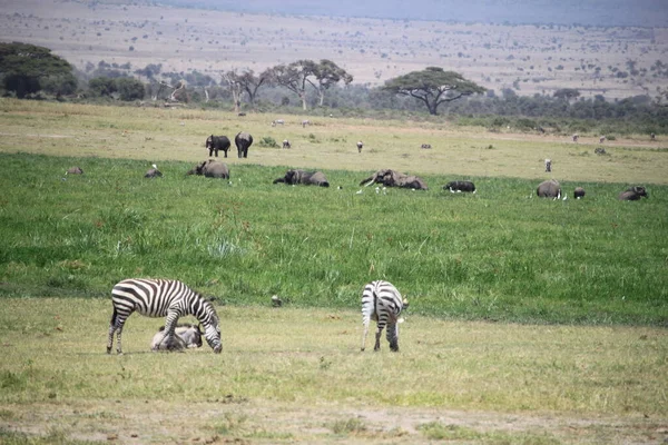 Zebras Parque Nacional Amboseli Quênia África — Fotografia de Stock