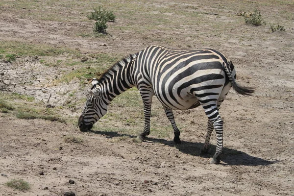 Zebra Amboseli National Park Kenia Afrika — Stockfoto