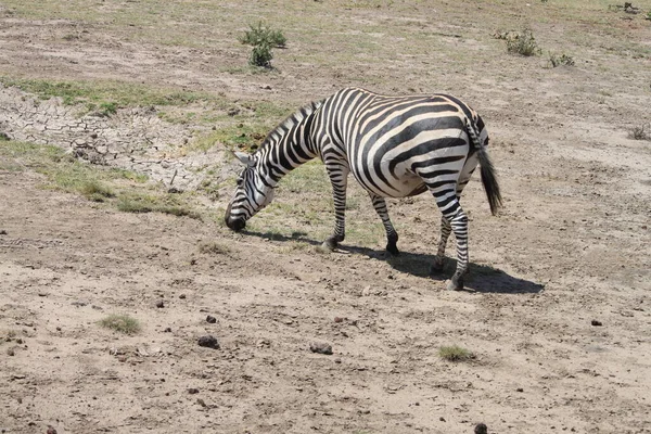 Zebry Národním Parku Amboseli Keni Afrika — Stock fotografie