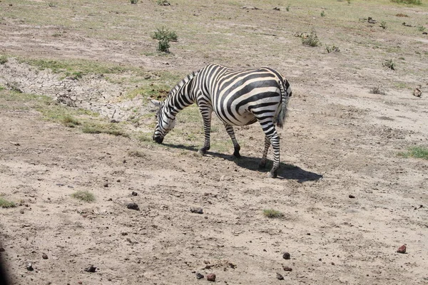 Cebras Parque Nacional Amboseli Kenia África —  Fotos de Stock
