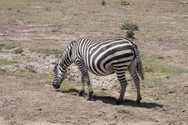 Zebry Národním Parku Amboseli Keni Afrika — Stock fotografie