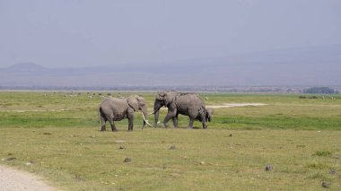 Kenya, Afrika 'daki Amboseli Ulusal Parkı' ndaki filler