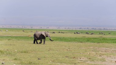 Kenya, Afrika 'daki Amboseli Ulusal Parkı' ndaki filler
