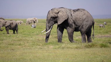Kenya, Afrika 'daki Amboseli Ulusal Parkı' ndaki filler