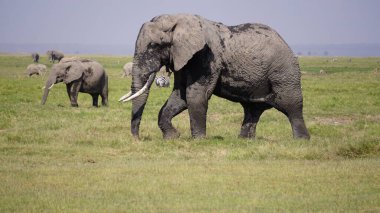 Kenya, Afrika 'daki Amboseli Ulusal Parkı' ndaki filler