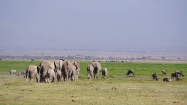 Kenya, Afrika 'daki Amboseli Ulusal Parkı' ndaki filler