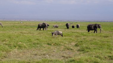 Kenya, Afrika 'daki Amboseli Ulusal Parkı' ndaki filler