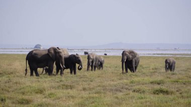 Kenya, Afrika 'daki Amboseli Ulusal Parkı' ndaki filler