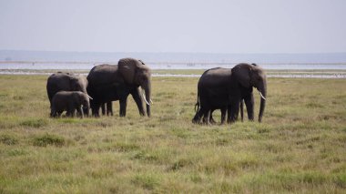 Kenya, Afrika 'daki Amboseli Ulusal Parkı' ndaki filler
