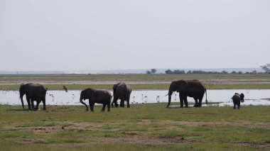 Kenya, Afrika 'daki Amboseli Ulusal Parkı' ndaki filler