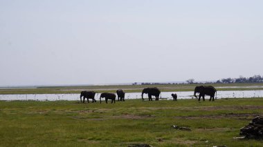 Kenya, Afrika 'daki Amboseli Ulusal Parkı' ndaki filler