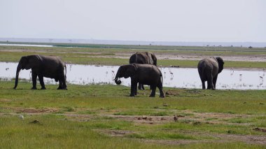 Kenya, Afrika 'daki Amboseli Ulusal Parkı' ndaki filler