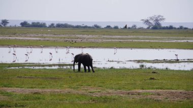 Kenya, Afrika 'daki Amboseli Ulusal Parkı' ndaki filler
