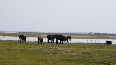 Kenya, Afrika 'daki Amboseli Ulusal Parkı' ndaki filler