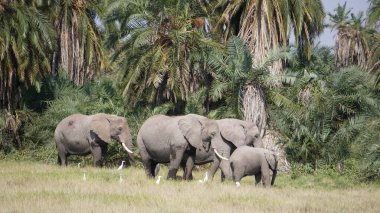 Kenya, Afrika 'daki Amboseli Ulusal Parkı' ndaki filler