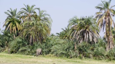 Kenya, Afrika 'daki Amboseli Ulusal Parkı' ndaki filler