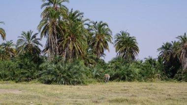 Kenya, Afrika 'daki Amboseli Ulusal Parkı' ndaki filler