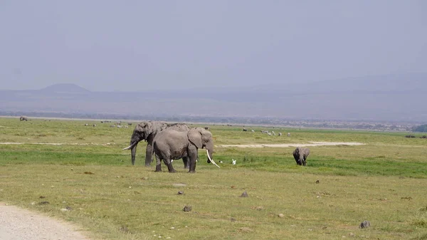 Olifanten Amboseli National Park Kenia Afrika — Stockfoto